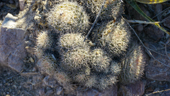 Mammillaria johnstonii