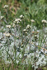 Antennaria media