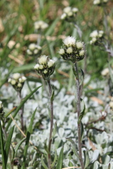 Antennaria media