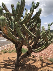 Myrtillocactus