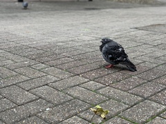 Columba livia domestica