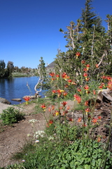 Aquilegia formosa