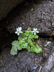 Kumlienia hystricula