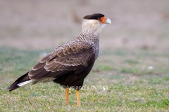 Caracara plancus