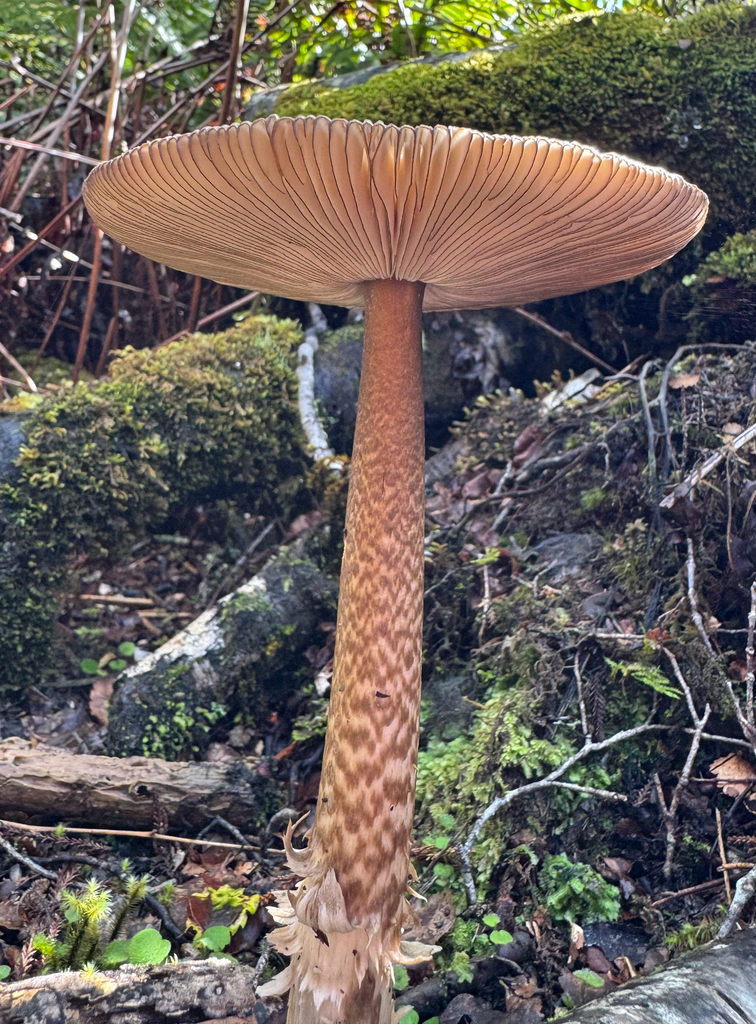 Amanita pekeoides · April 2025 · photo: © frankashwood (iNaturalist, cc-by)