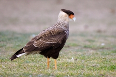 Caracara plancus