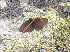 Erebia melas
