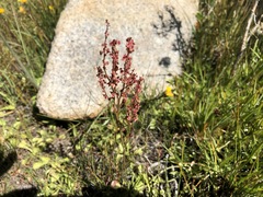 Rumex paucifolius