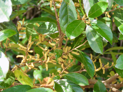 Aporosa octandra, photograph 3