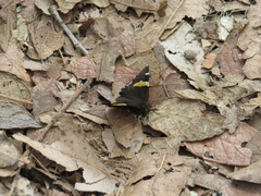 Thorybes pseudocellus