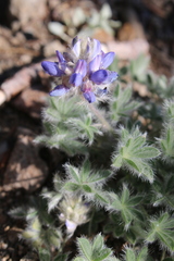 Lupinus lepidus lobbii