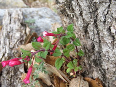 Fuchsia ravenii