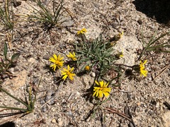 Pyrrocoma apargioides