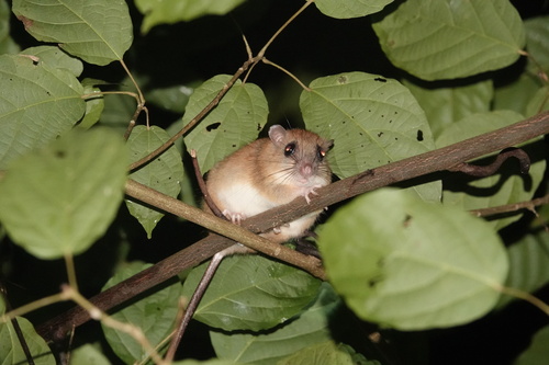 Melomys rufescens observed 2025-01-25