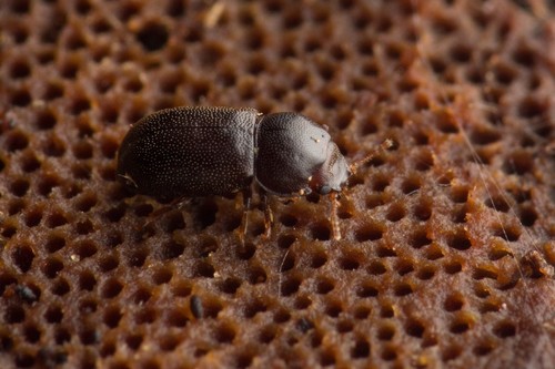 Cis bidentatus
