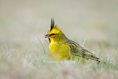 Gubernatrix cristata