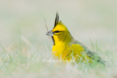 Gubernatrix cristata