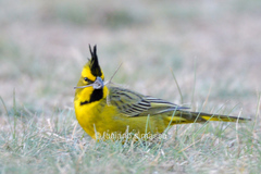 Gubernatrix cristata