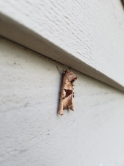 Phlogophora periculosa