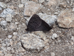Erebia melas