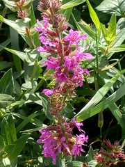 Lythrum salicaria