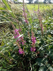 Lythrum salicaria