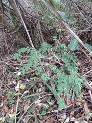Synaptolepis oliveriana