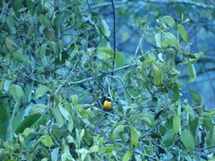 Euphonia saturata