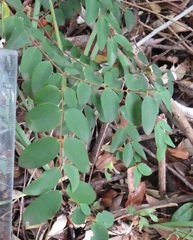 Synaptolepis oliveriana