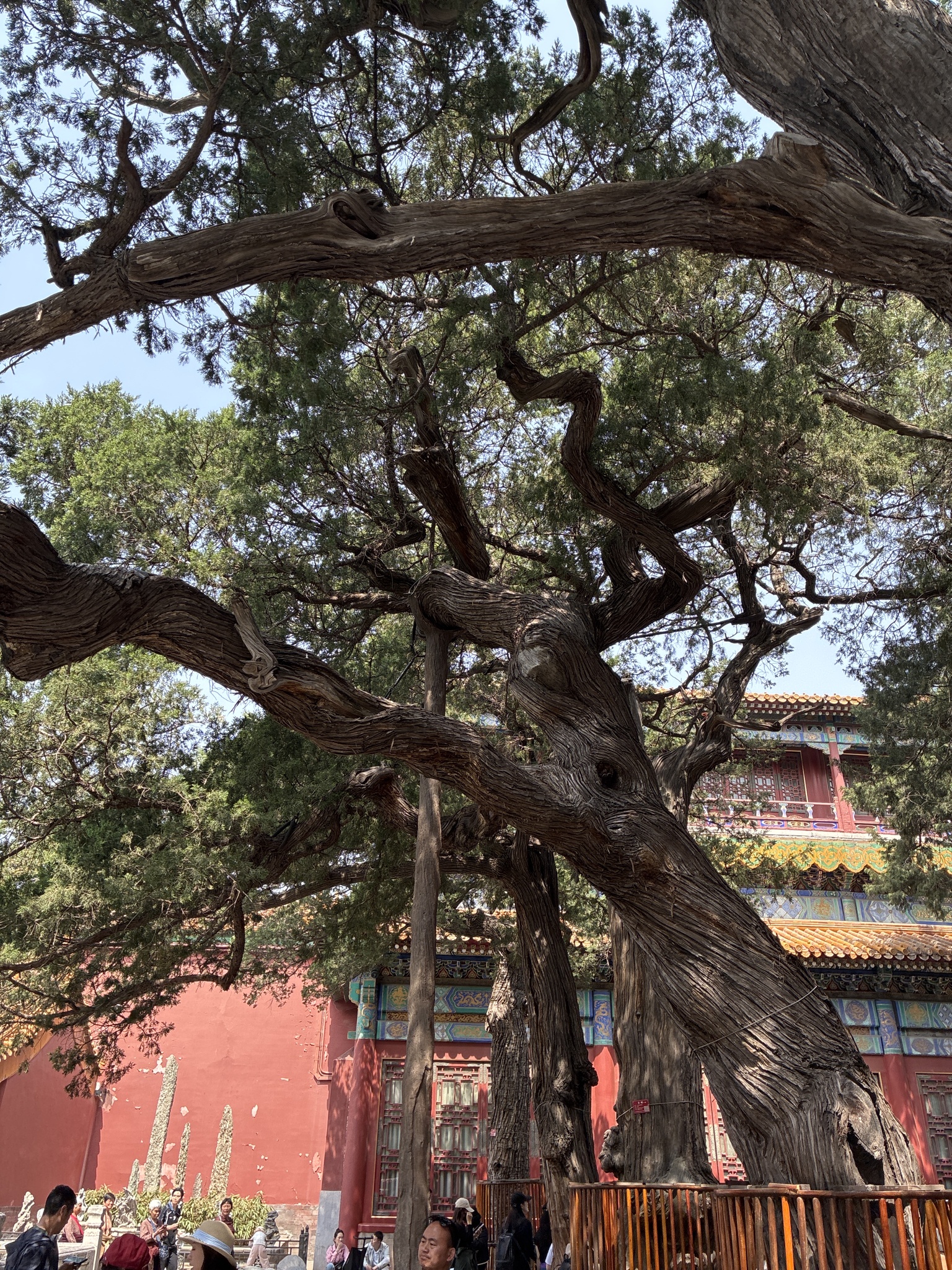 Imagem de Tuia-chinesa