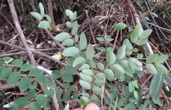Synaptolepis oliveriana