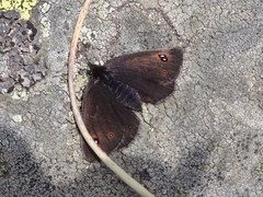 Erebia melas