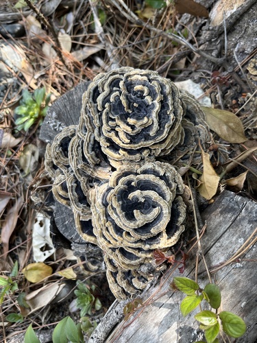 Trametes versicolor