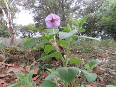 Lycianthes moziniana