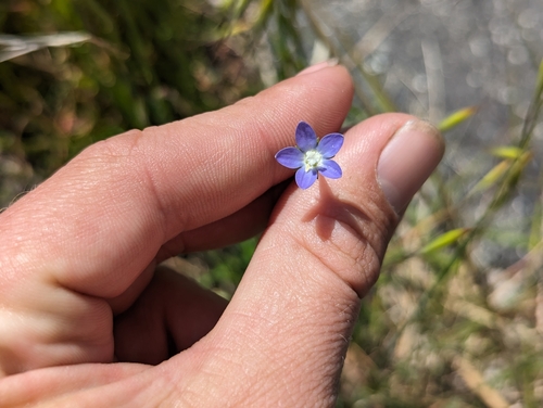 Image of Wahlenbergia marginata by (c) Alexander Wentworth, some rights reserved (CC BY)