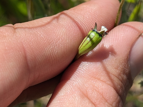 Image of Wahlenbergia marginata by (c) Alexander Wentworth, some rights reserved (CC BY)