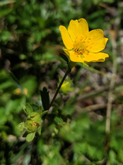 Potentilla flabellifolia