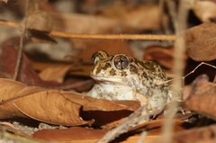 Sphaerotheca rolandae