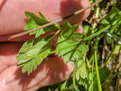 Potentilla flabellifolia