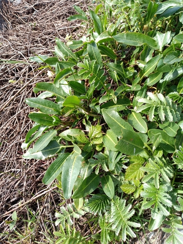 Thickleaf Willow Dock (Rumex crassus)