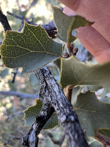 Image of Quercus john by no rights reserved