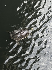 Pseudemys peninsularis