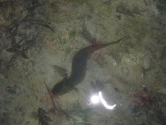 Necturus maculosus