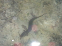 Necturus maculosus