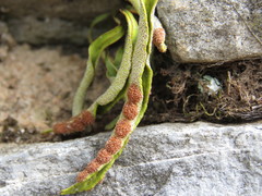Pleopeltis polylepis