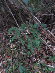 Synaptolepis oliveriana