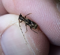 Stenhomalus taiwanus