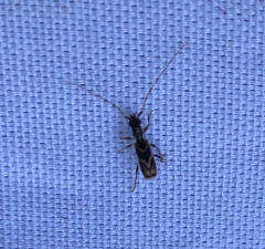 Stenhomalus taiwanus