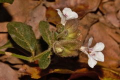 Phaulopsis imbricata