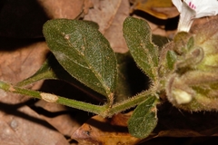 Phaulopsis imbricata